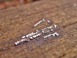 Attēlu rezultāti vaicājumam “Didymium clavus spores”