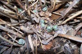 Attēlu rezultāti vaicājumam “Hylotelephium telephium bud”