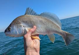 Image result for Aplodinotus grunniens