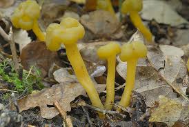 Attēlu rezultāti vaicājumam “Leotia lubrica”