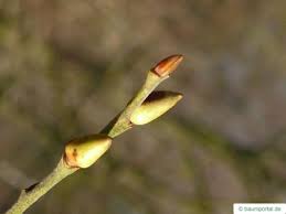 Attēlu rezultāti vaicājumam “Salix caprea bud”