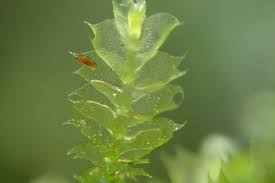 Attēlu rezultāti vaicājumam “Lophocolea bidentata”