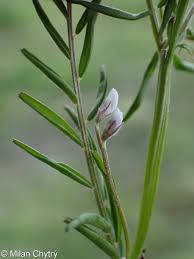 Attēlu rezultāti vaicājumam “Vicia hirsuta flower”