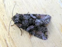 Attēlu rezultāti vaicājumam “Lacanobia contigua”