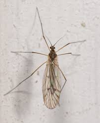 Attēlu rezultāti vaicājumam “Trichocera”