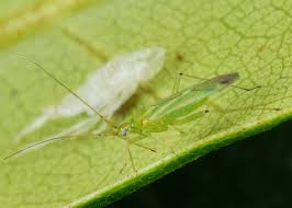 Attēlu rezultāti vaicājumam “Blepharidopterus angulatus”