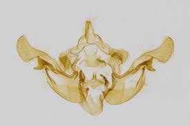 Attēlu rezultāti vaicājumam “Amphipoea”