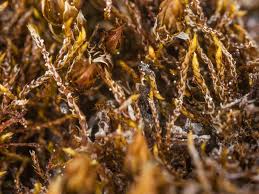 Attēlu rezultāti vaicājumam “Pseudoleskeella nervosa”