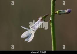 Attēlu rezultāti vaicājumam “Lobelia dortmanna bud”