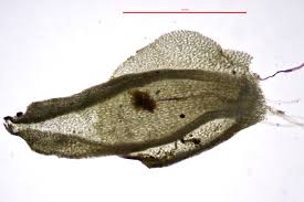 Attēlu rezultāti vaicājumam “Jungermannia sphaerocarpa sporophyte”