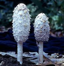 Attēlu rezultāti vaicājumam “Coprinus sp.”