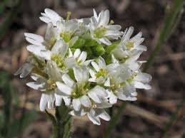 Attēlu rezultāti vaicājumam “Berteroa incana flower”