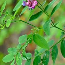Attēlu rezultāti vaicājumam “Lathyrus niger leaf”