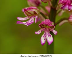 Attēlu rezultāti vaicājumam “Orchis militaris leaf”