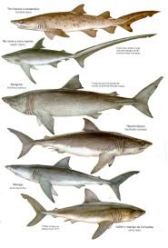 Image result for Paragaleus pectoralis