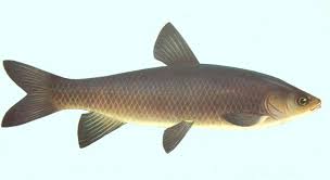 Image result for Mylopharyngodon piceus