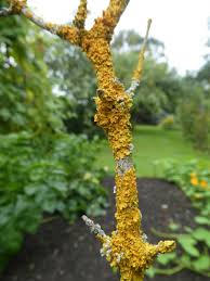 Attēlu rezultāti vaicājumam “Xanthoria polycarpa”