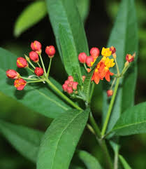 Attēlu rezultāti vaicājumam “Asclepiadaceae”