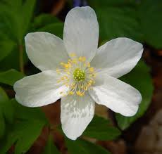 Attēlu rezultāti vaicājumam “Urocystis anemones”