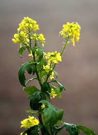 Attēlu rezultāti vaicājumam “Sinapis arvensis”