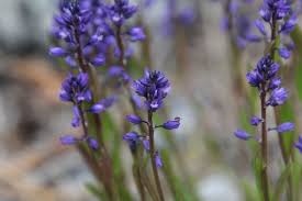 Attēlu rezultāti vaicājumam “Polygala amarella”