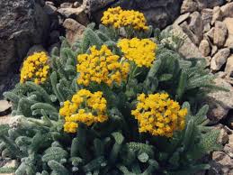 Attēlu rezultāti vaicājumam “Chara tomentosa”