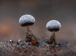 Attēlu rezultāti vaicājumam “Collaria rubens macro”