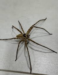 Attēlu rezultāti vaicājumam “Sparassidae”