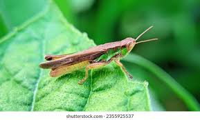 Attēlu rezultāti vaicājumam “Chortippus sp.”