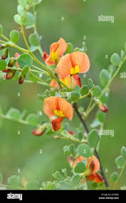 Image result for Colutea x media (arborescens x orientalis)