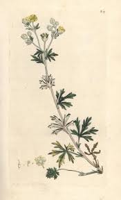 Image result for Potentilla argentea