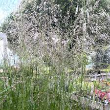 Attēlu rezultāti vaicājumam “Corynephorus canescens fruit”