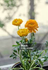 Attēlu rezultāti vaicājumam “Ranunculaceae”