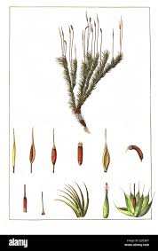 Attēlu rezultāti vaicājumam “Pohlia nutans”