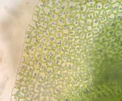 Attēlu rezultāti vaicājumam “Calypogeia azurea macro”