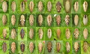 Attēlu rezultāti vaicājumam “Philaenus spumarius”