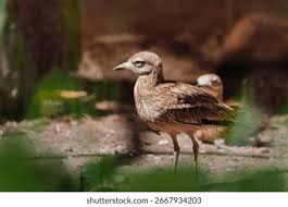 Image result for Burhinus oedicnemus