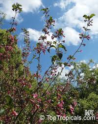 Attēlu rezultāti vaicājumam “Weigela praecox”