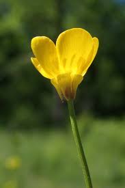 Attēlu rezultāti vaicājumam “Ranunculus bulbosus flower”