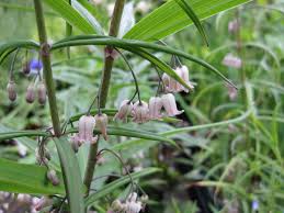 Attēlu rezultāti vaicājumam “Polygonatum verticillatum leaf”