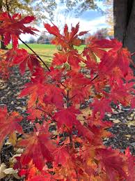 Attēlu rezultāti vaicājumam “Acer pseudosieboldianum”