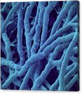 Attēlu rezultāti vaicājumam “Antrodia malicola”