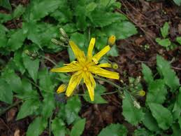 Attēlu rezultāti vaicājumam “Hieracium murorum flower”