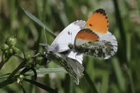 Attēlu rezultāti vaicājumam “Anthocharis cardamines”