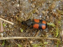 Attēlu rezultāti vaicājumam “Panagaeus cruxmajor”