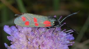 Attēlu rezultāti vaicājumam “Zygaena filipendulae”