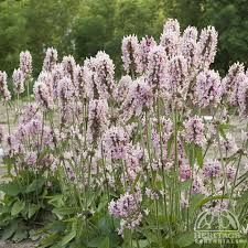 Attēlu rezultāti vaicājumam “Stachys officinalis”