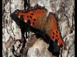 Attēlu rezultāti vaicājumam “Nymphalis polychloros upperside”