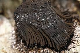 Attēlu rezultāti vaicājumam “Stemonitis fusca”