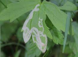 Attēlu rezultāti vaicājumam “Phytomyza ranunculi”